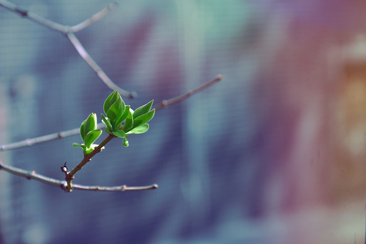 "Цвет нашего счастья". Копирование текста и фотографий запрещено. Контент является интеллектуальной собственностью. Защищён авторским правом.