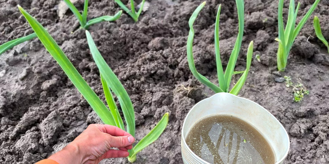 Чеснок не желтеет уже 3 года! Просто даю «доступную» смесь в мае. Делюсь рецептом