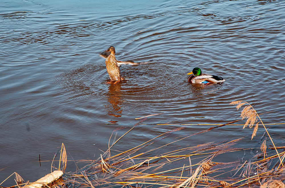 Погода в Твери 15 апреля. Тепло и облачно