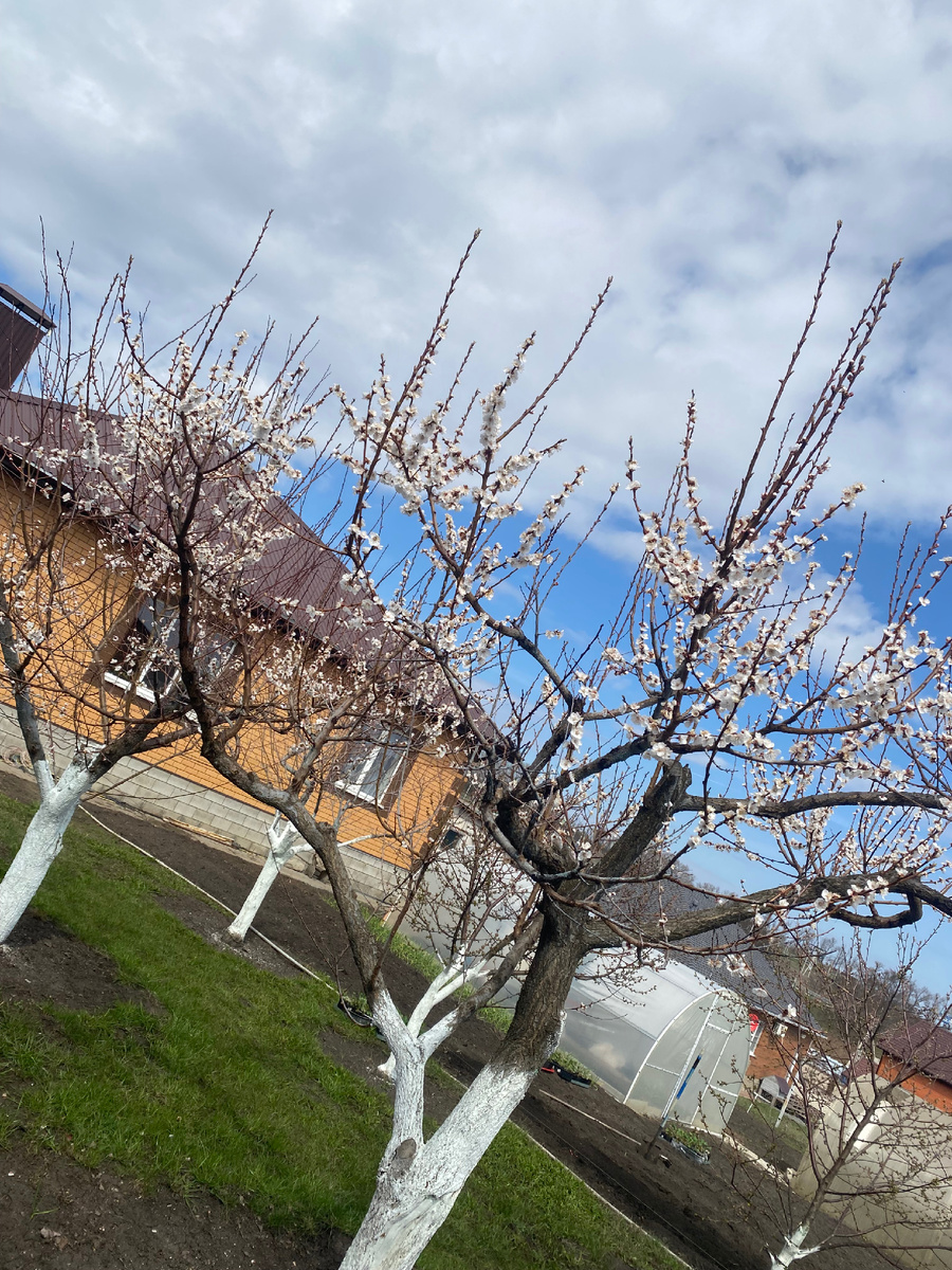 Надеемся недавние заморозки не повредили любимые абрикосы моей мамы)) Вон как цветет, красота!