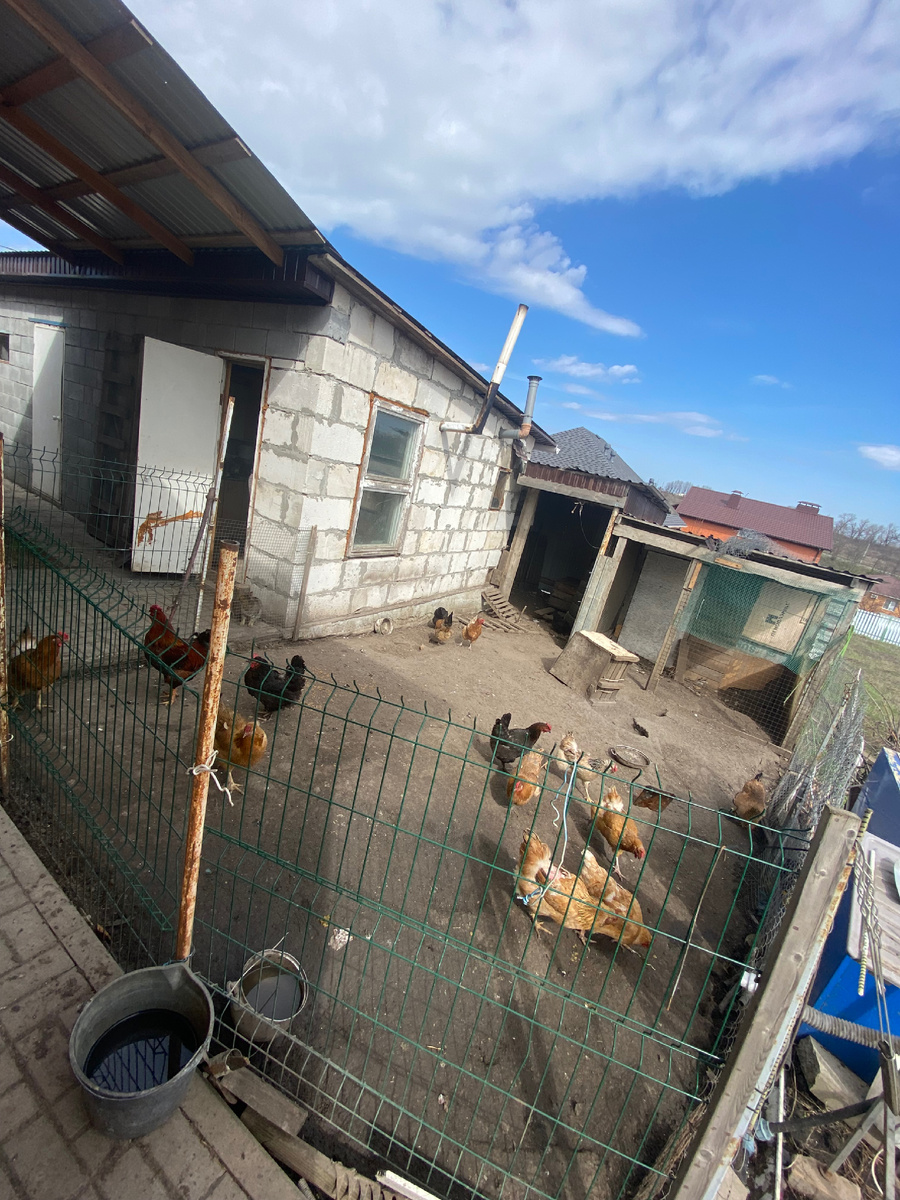 Из всей тяжелой артиллерии остались лишь курочки. На большее нет ни сил, ни времени у родителей.