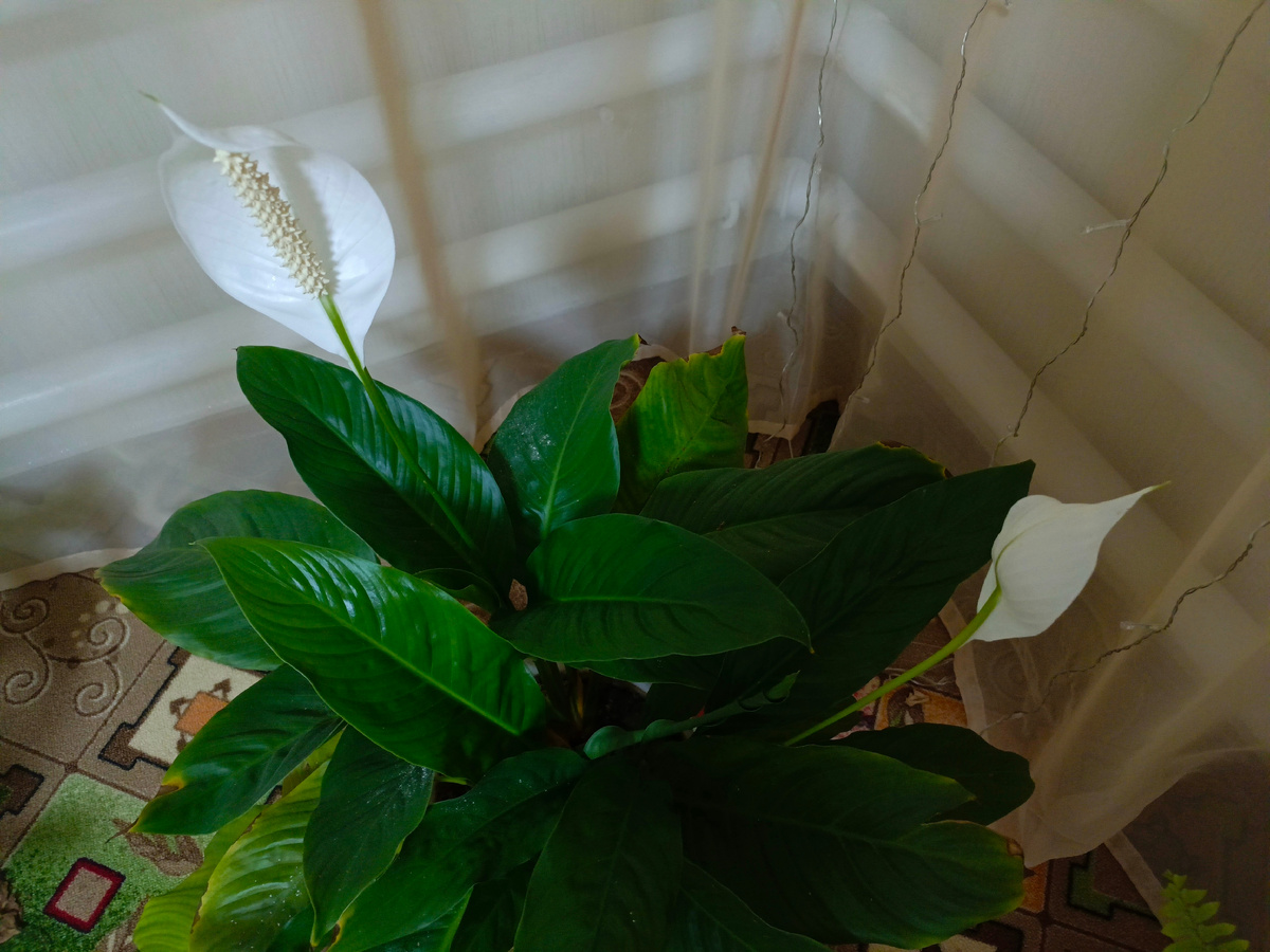 Красотень зацвела у нас. Уже по два цветка распускается. 