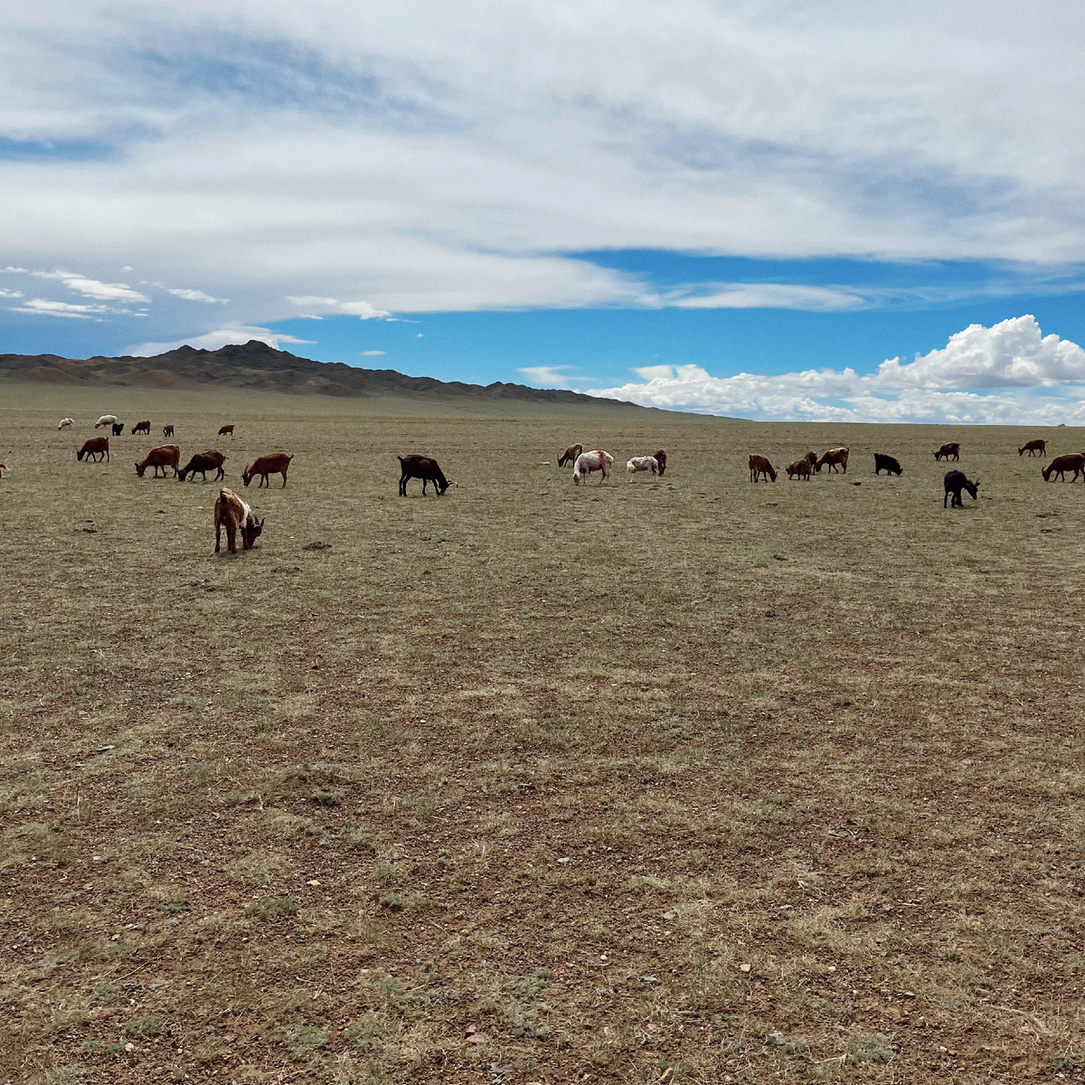 Недалеко пасутся козлики
