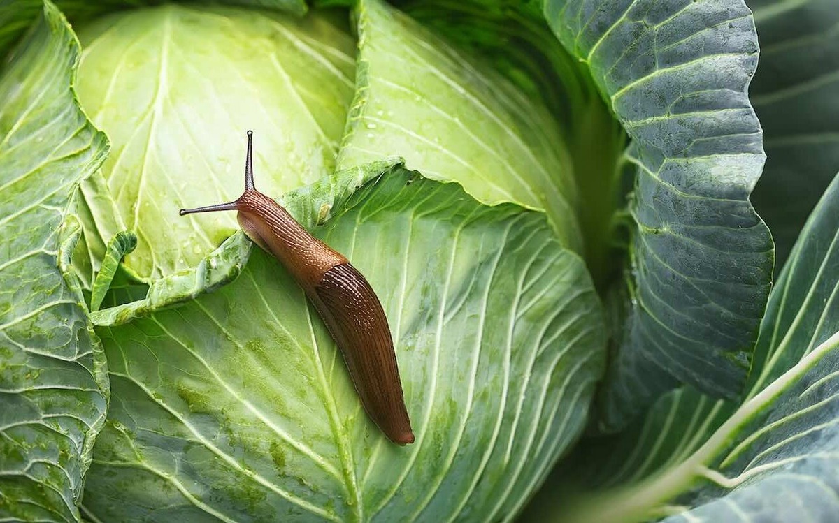 Ни один слизень не тронет ваш урожай: простой способ защитить свой огород / Фото: Pogovorim.by