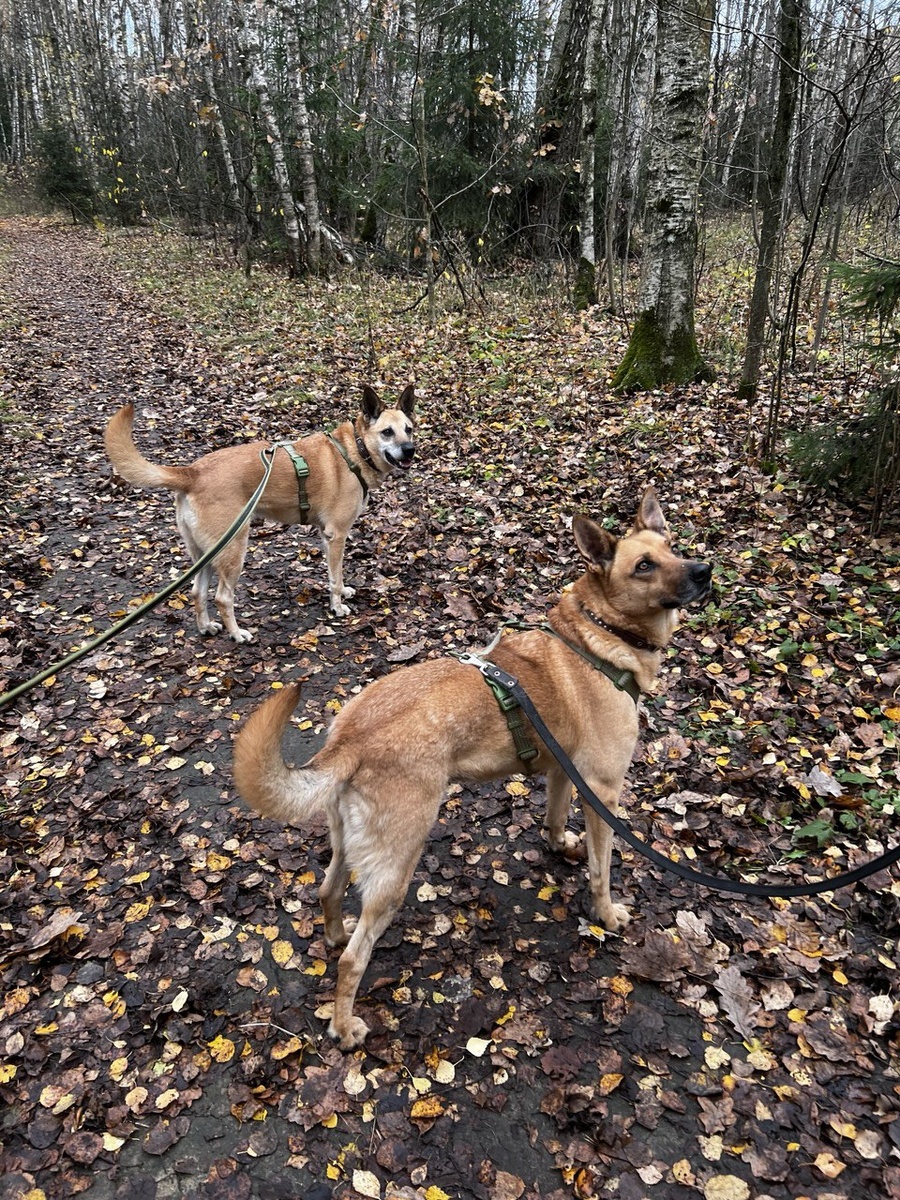 Дружные сестрички Дженни и Вива, Дженни первая на фото. Живут в приюте с самого своего детства и считают приют своим домом