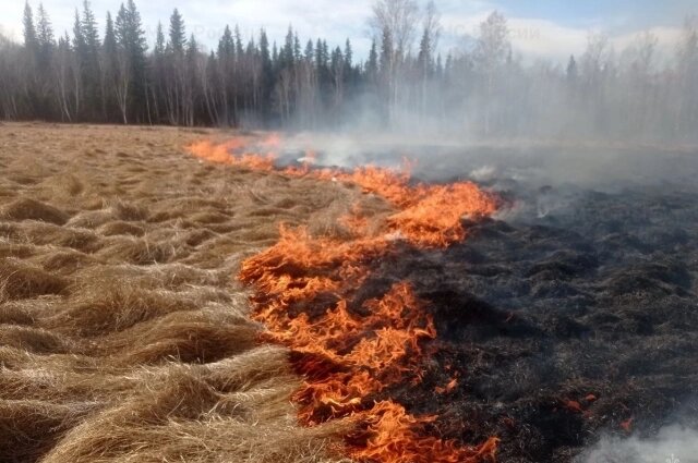    В огне гибнут насекомые и мелкие животные. Фото: ГУ МЧС России по республике Бурятия