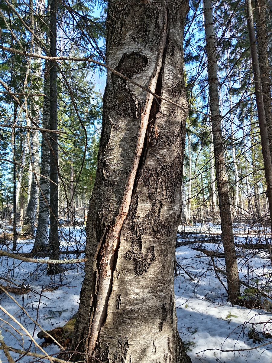 Фото автора. Молодой ствол внутри старой берёзы. 