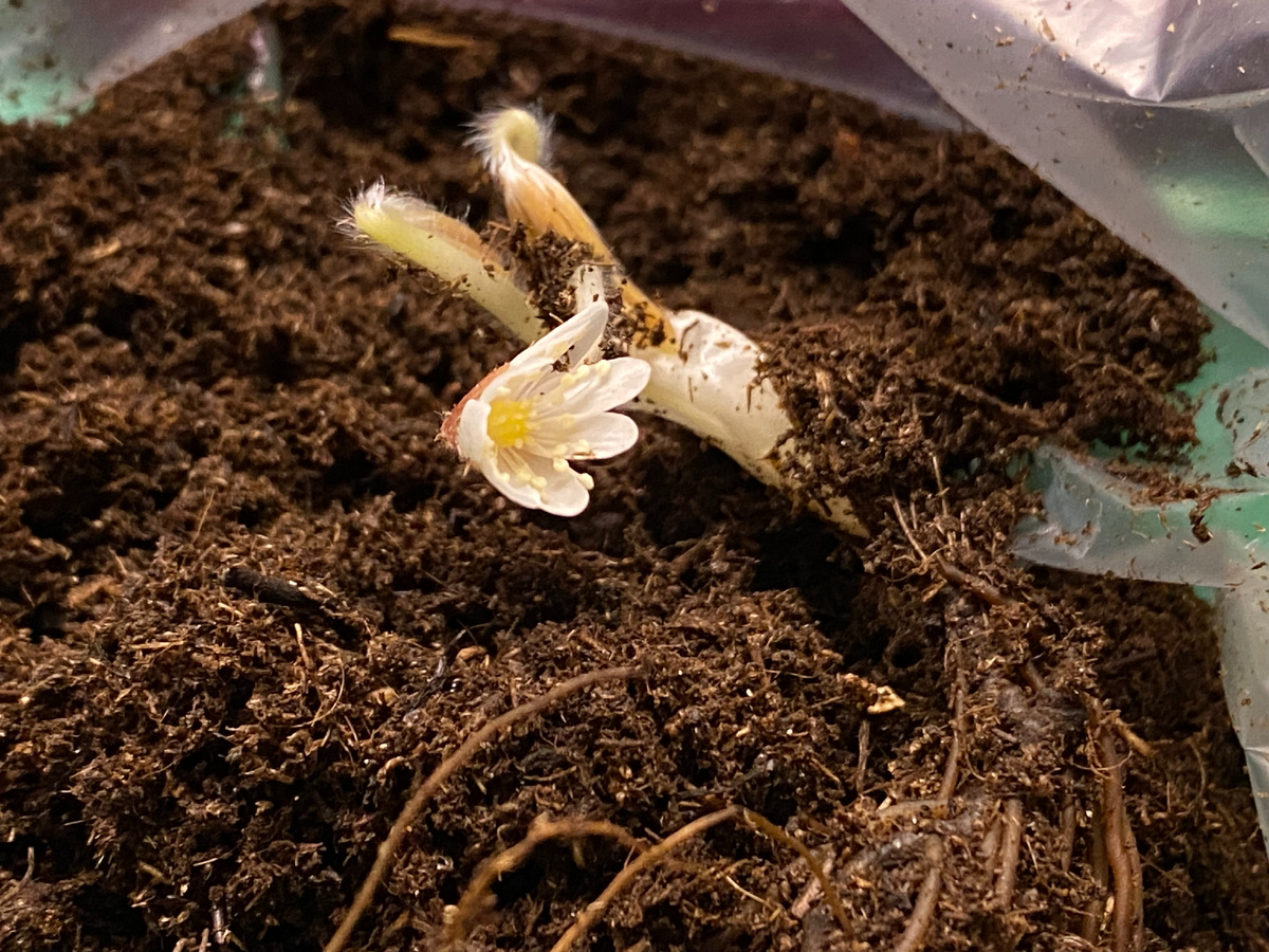 Печеночника азиатская, состояние сразу после распаковки, фото автора