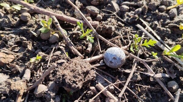    © Правительство Курской области