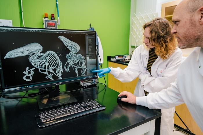 Доктор Брайан Маклин и студент Лео Айви в лаборатории биологии сканируют маскированную бурозубку на микро-КТ томографе. Этот мелкий насекомоядный зверек обитает в западной части Северной Каролины и широко распространен в северных регионах Северной Америки. Источник: Sean Norona, UNCG Photographer