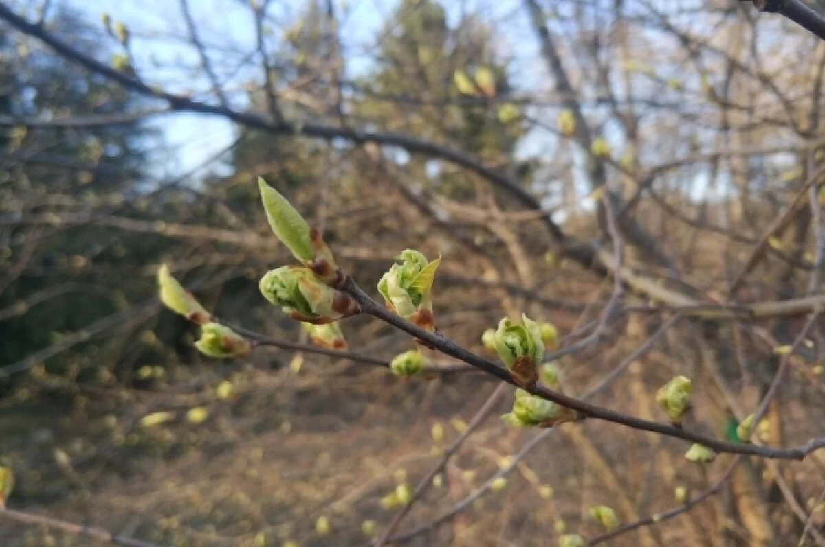    До +22 градусов ожидается в Псковской области 15 апреля