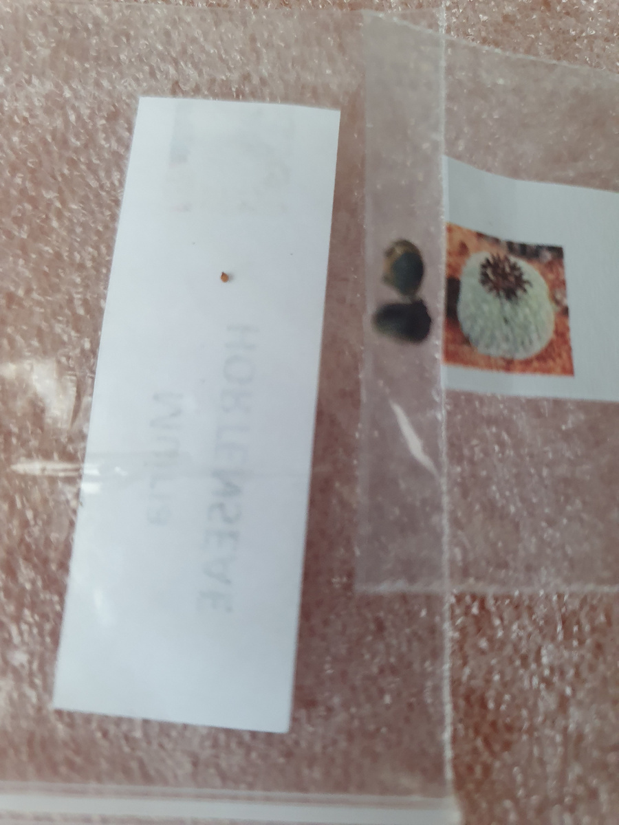 Вот это да! И как его не потерять и проращивать???🙄🙄🙄