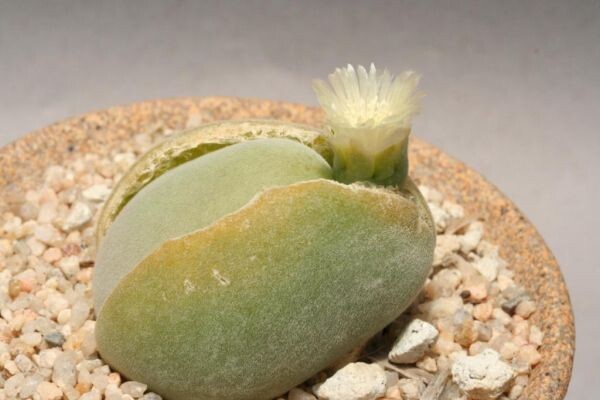 Фото взрослого растения Muiria HORTENSEAE