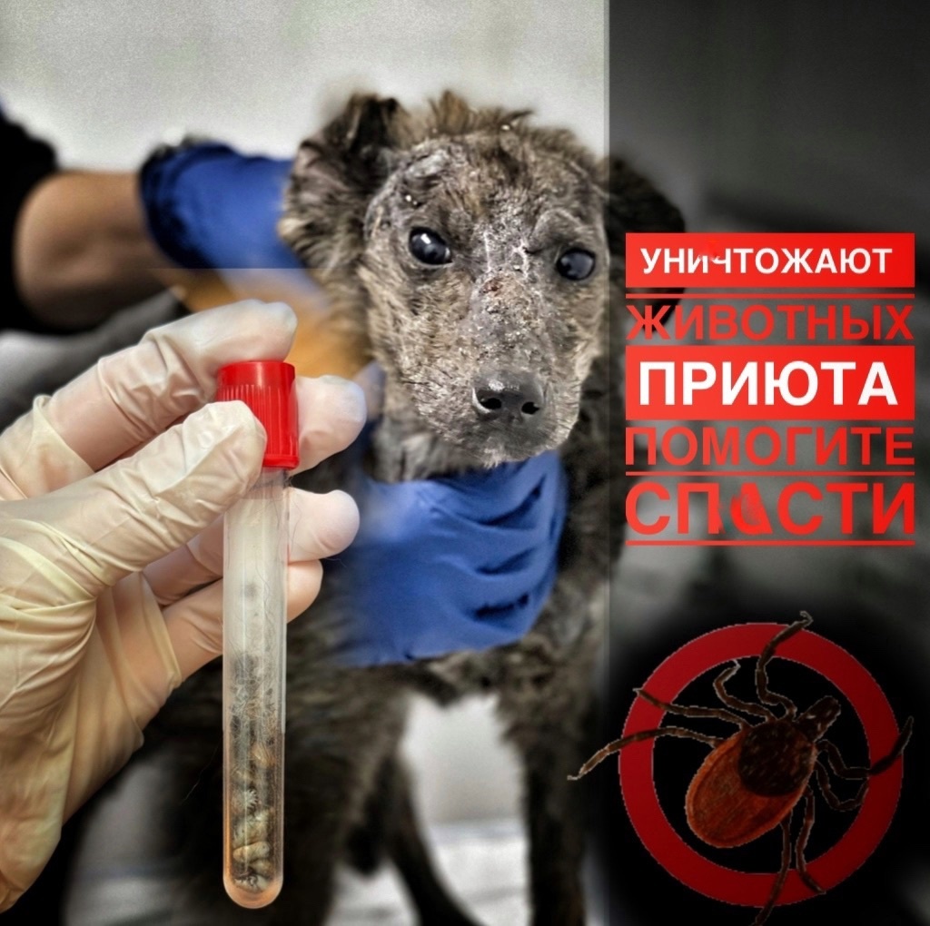 В приюте кормовая и финансовая КАtАСТРОФА!