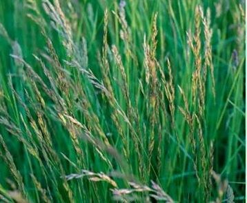 Пастбищный райграс