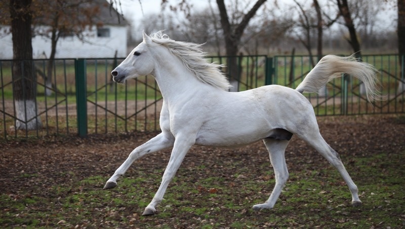      Фото: Дмитрий Ахмадуллин / / ИА «Победа26»