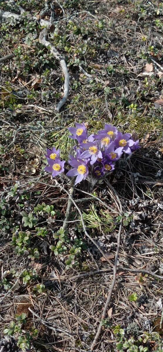 Весна в Беларуси Фото автора