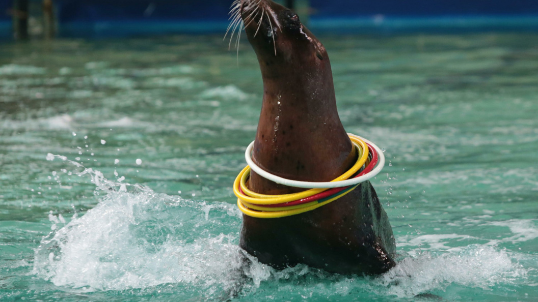    Zamir Usmanov/Russian Look/Globallookpress