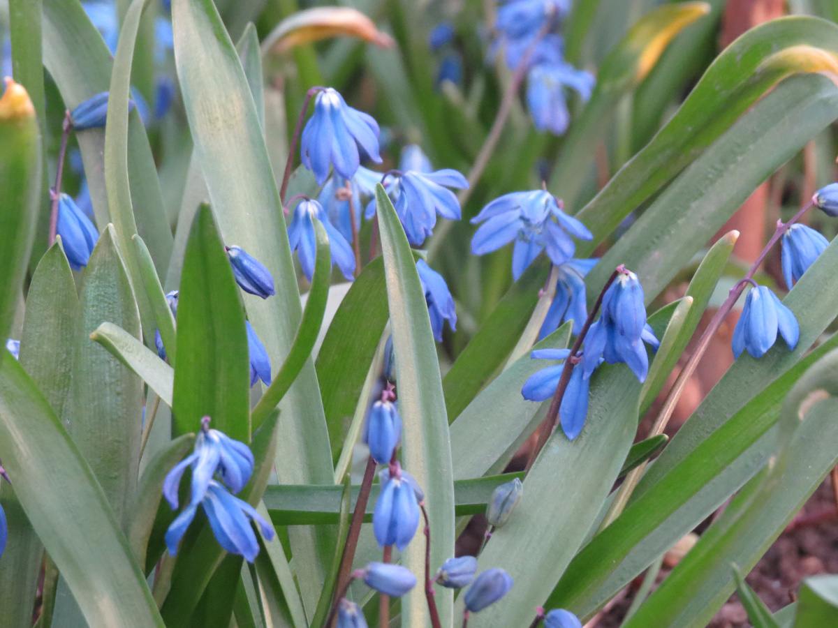 Какие-то первоцветы. Фото мое. 