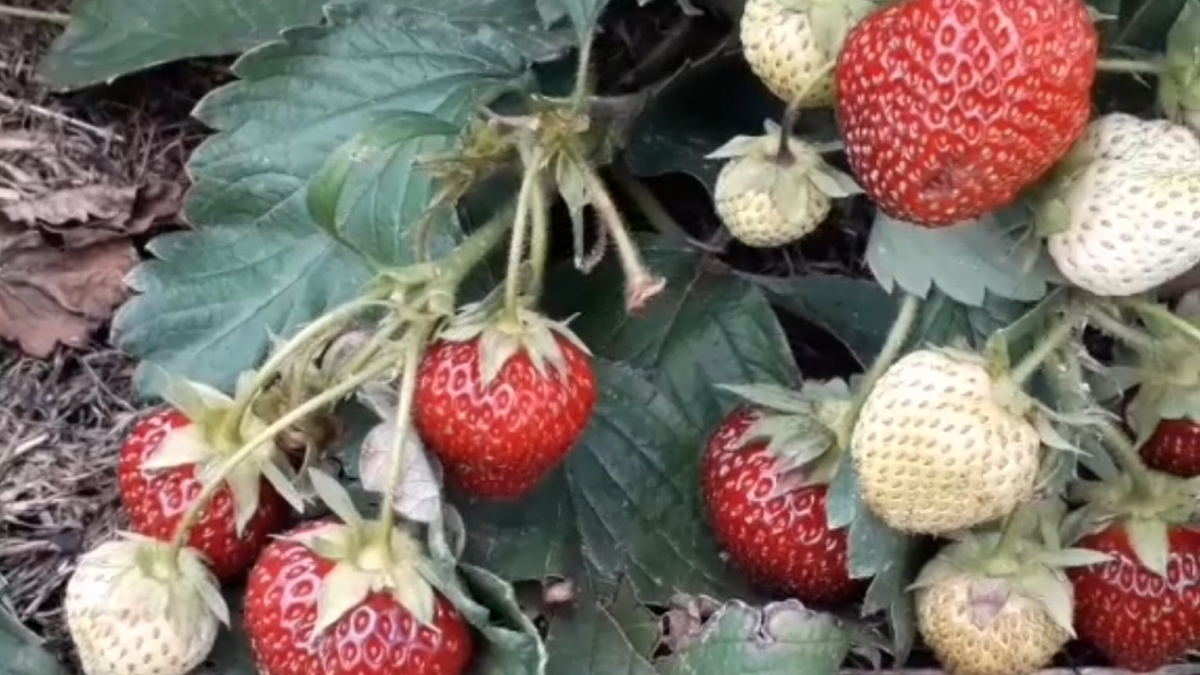 Моя клубника