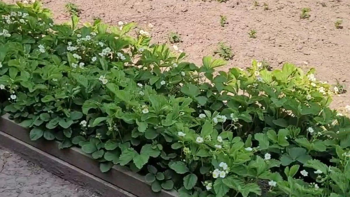 Клубника в цвету