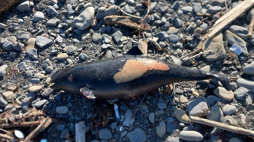 Фото: Telegram-канал Эколог Жора Каваносян