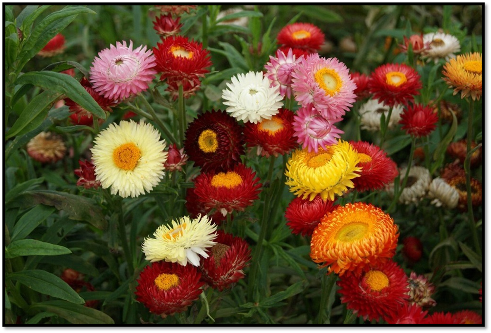 цветы бессмертника - Богородичного цветка