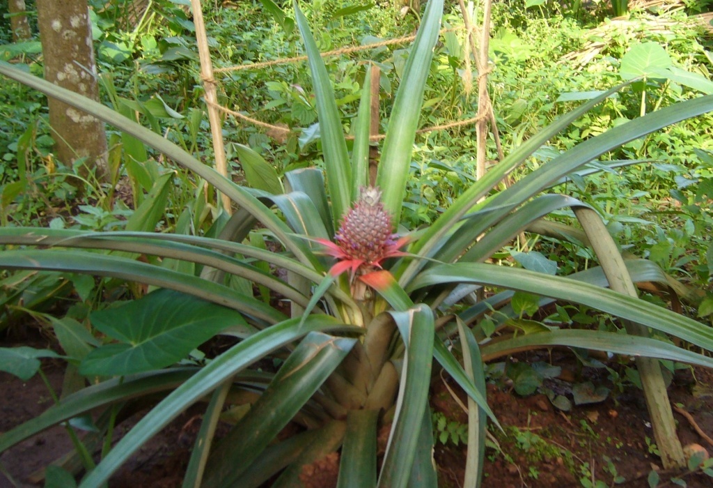  В жарких странах ананас растет так