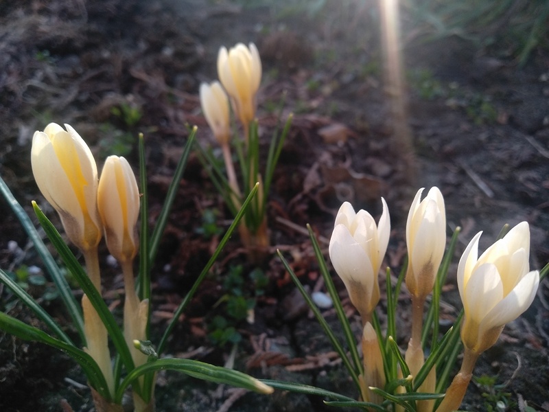 Цветение крокусов «Дороти»