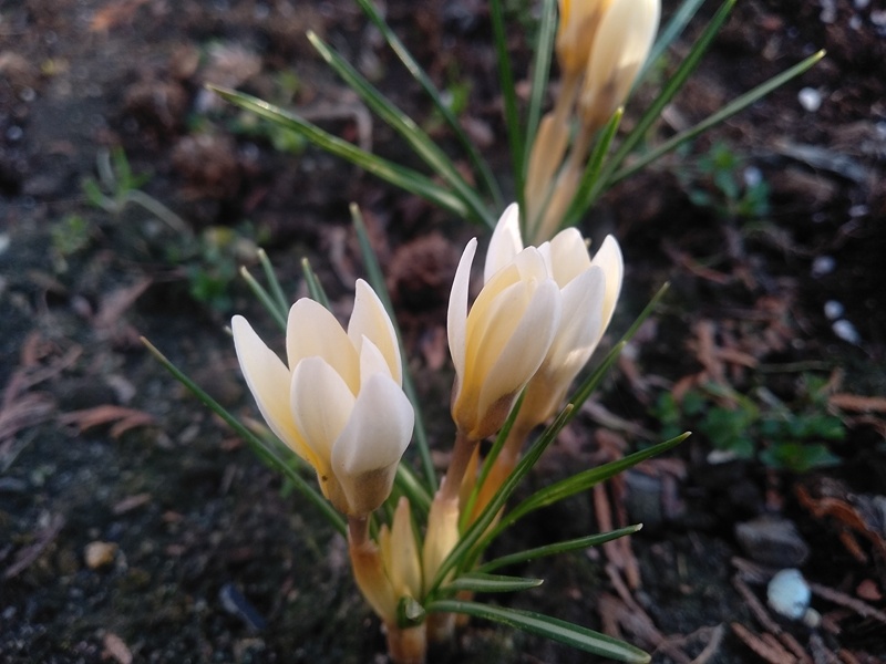 Из одно луковички выросло три цветка