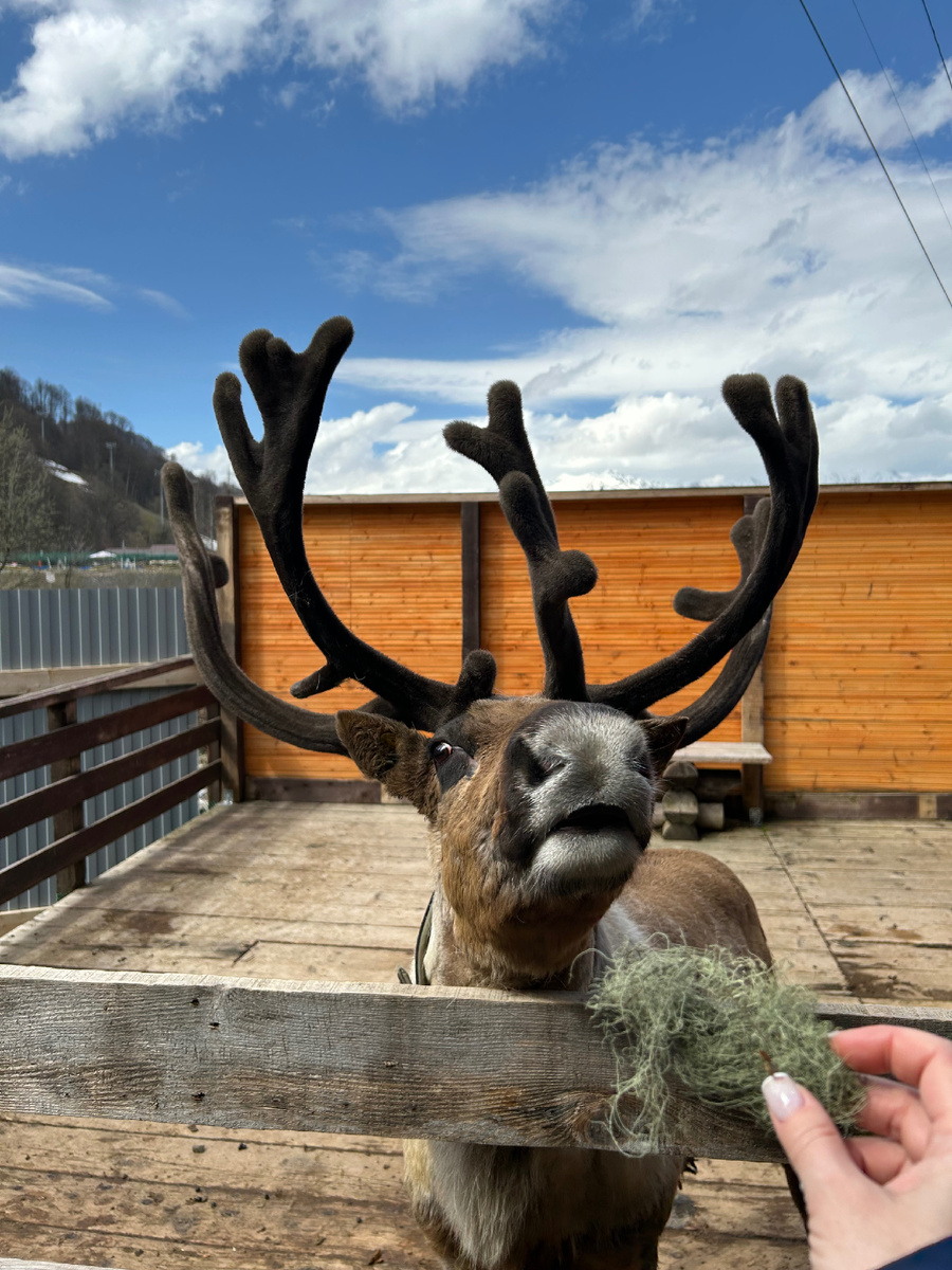 Фото автора на оленьей ферме