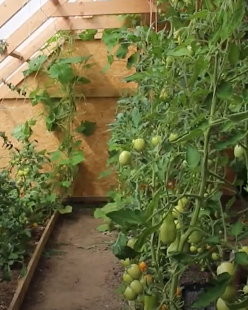 ©Телеканал "Ўзбекистон24" 