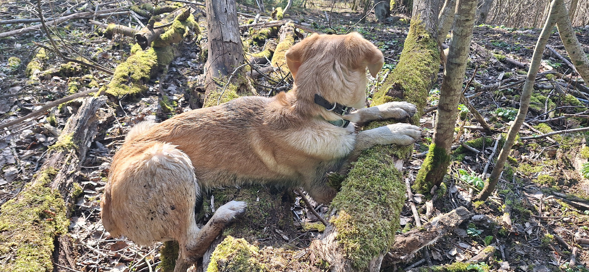 Лелик висит на дереве