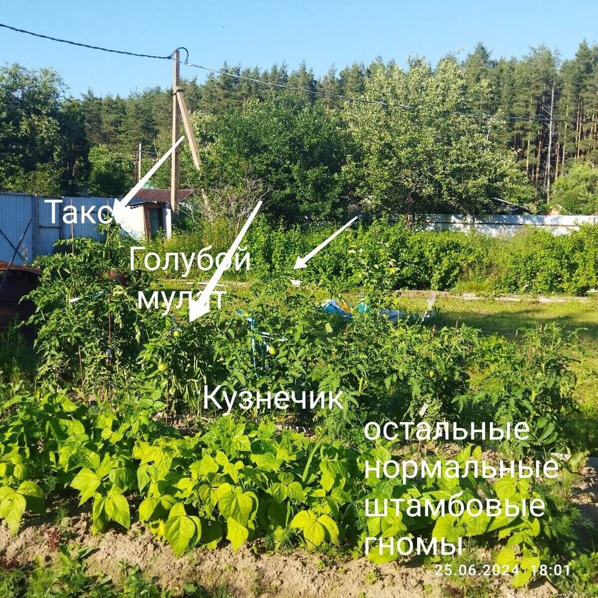 дата фото 25 июня 2024 год