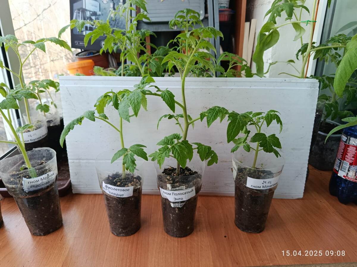 Фиолетовое (пурпурное) сердце, Полосатый Энто, Махагони