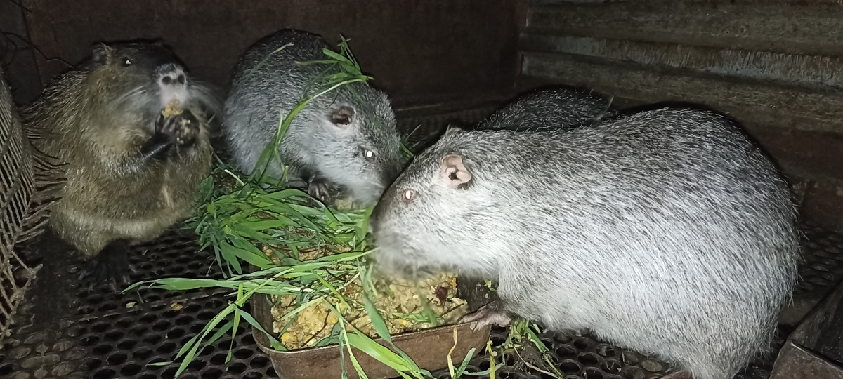 Нутрии - любитель травы