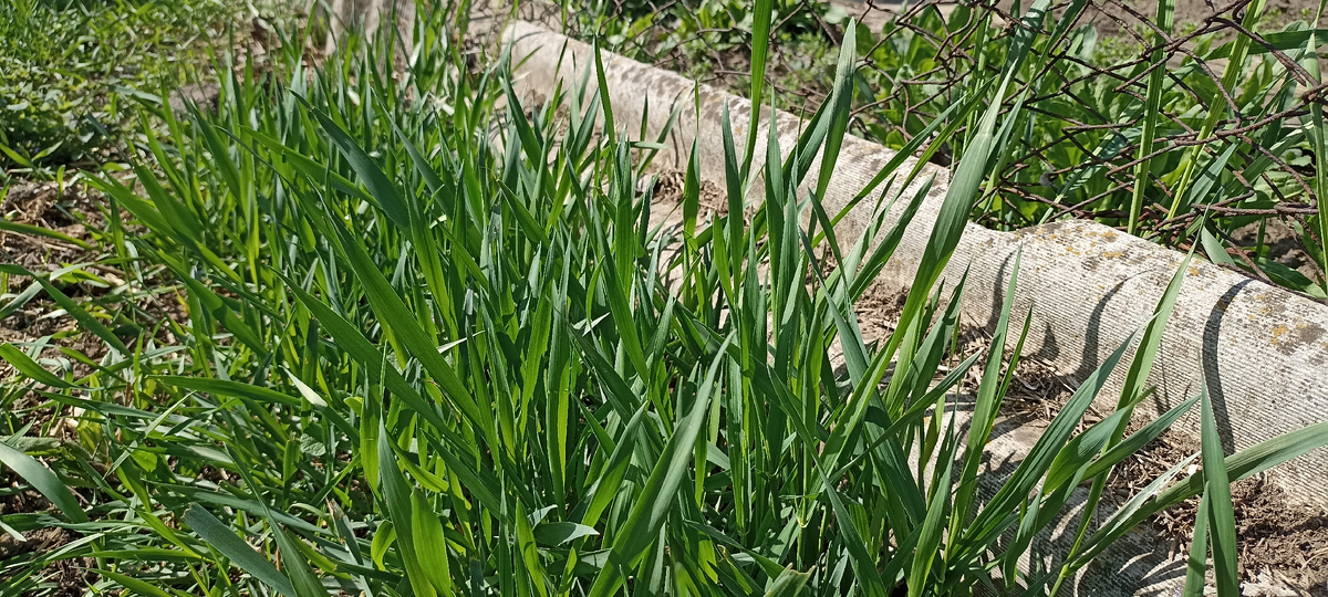 Трава в огороде - доступная еда для нутрий