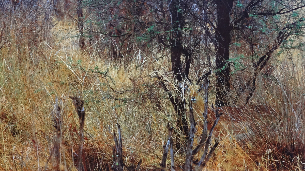 Кто спрятался на фотографии?