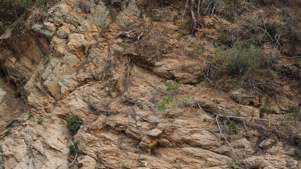 Кто спрятался на фотографии?