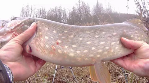 Фото с сайта: https://avatars.mds.yandex.net