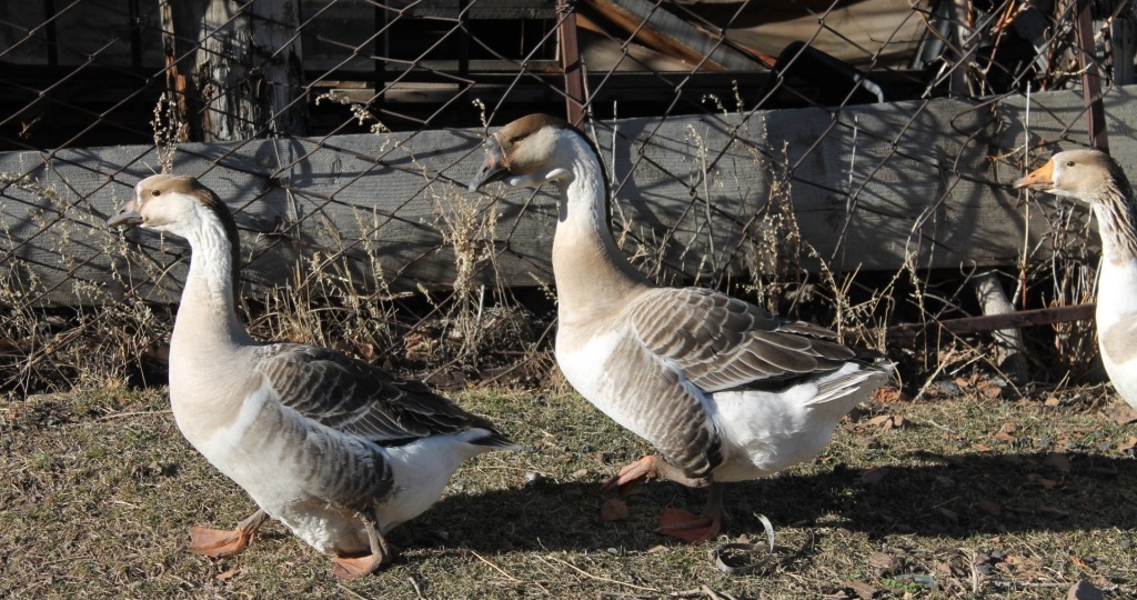 Выгодно ли разводить гусей как бизнес