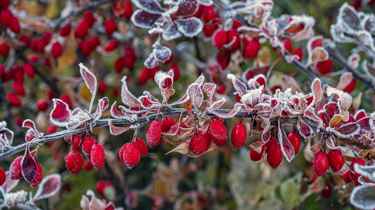 Фото: ИЗВЕСТИЯ/Константин Кокошкин