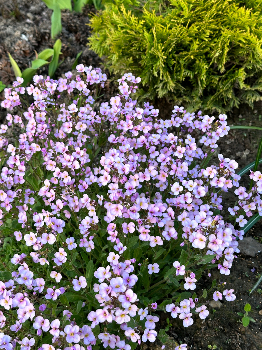 Арабис кавказский Литл треже Дип Роуз (Little Treasure Deep Rose)
