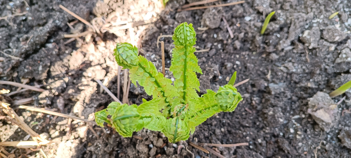 Улиткообразные закрученные молодые побеги у молодого папоротника ранней весной