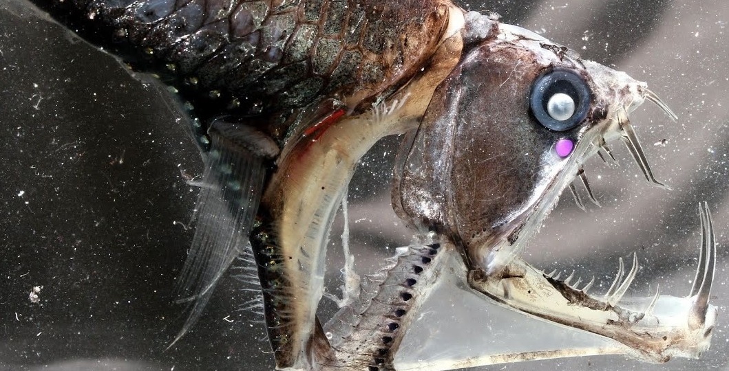 Хаулиод: Как глубина искажает существ? Особенности хищника из «нижних миров»