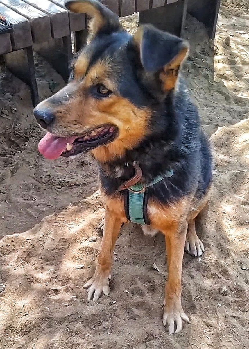 Обитатель приюта - Лексус на прогулке. Спокойный и контактный парень, его очень часто выбирают для прогулок с гостями. Личное фото автора