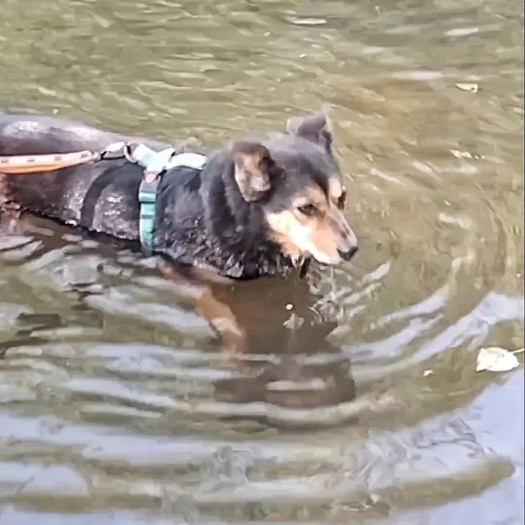 Лексус купается в реке в парке. Личное фото автора.