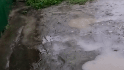 Дождливо сегодня перед родительским домом. Это кусочек видео от брата, с которым мы ежедневно обмениваемся в мессенджере