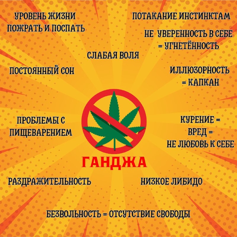 ⚠️ Внимание: каннабис запрещён в России. Его хранение, употребление и распространение карается по закону. Информация в статье представлена исключительно в образовательных целях.