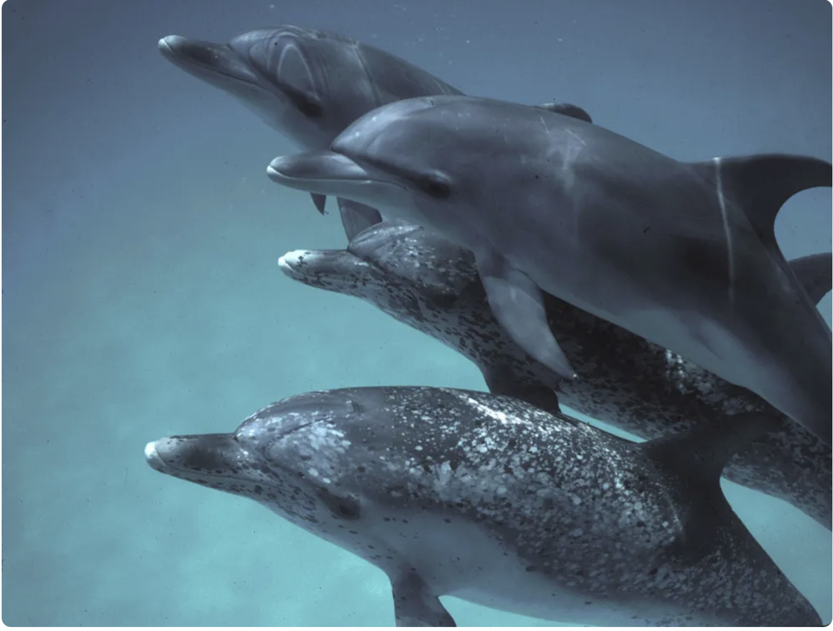 Стая атлантических пятнистых дельфинов (Stenella frontalis). Источник: https://blog.google/technology/ai/dolphingemma/
